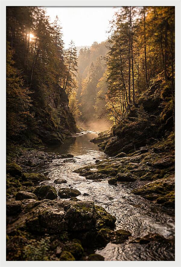 Whispers Of Pine Creek