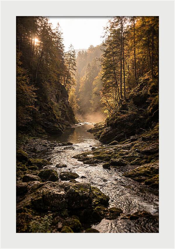 Whispers Of Pine Creek