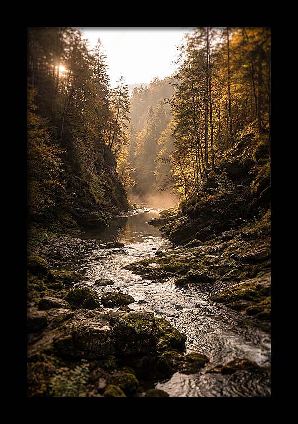 Whispers Of Pine Creek