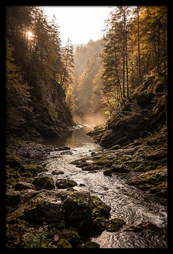 Whispers Of Pine Creek