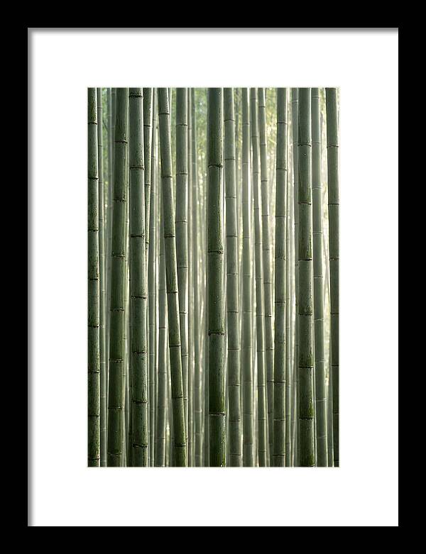 Whispers Of The Bamboo Forest