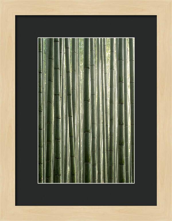 Whispers Of The Bamboo Forest
