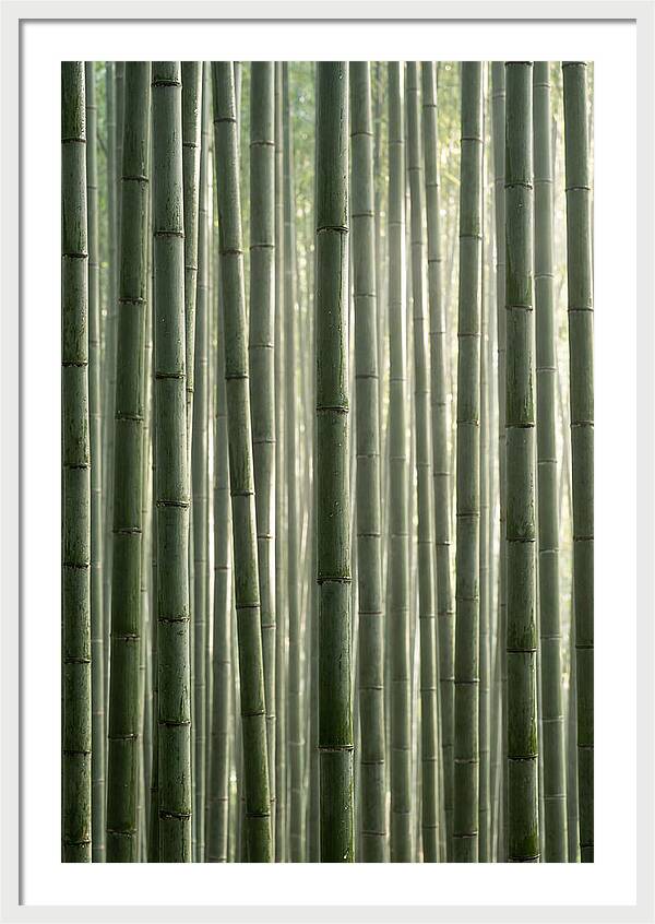 Whispers Of The Bamboo Forest
