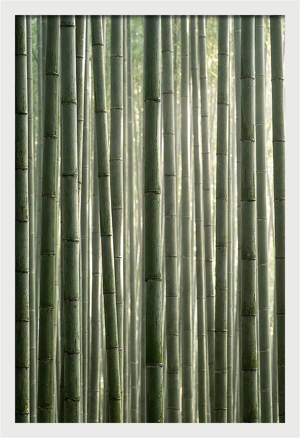 Whispers Of The Bamboo Forest