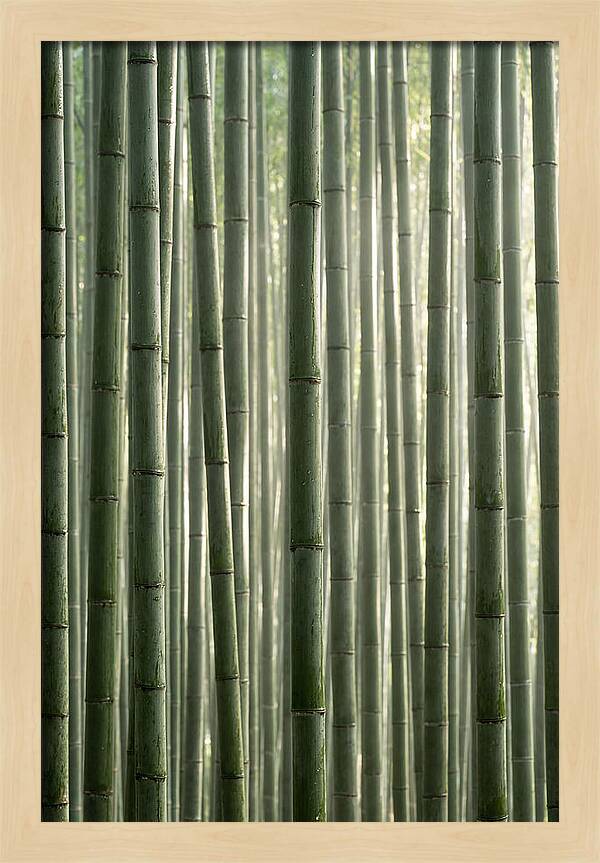 Whispers Of The Bamboo Forest