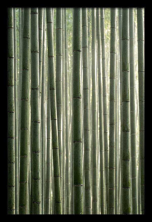 Whispers Of The Bamboo Forest