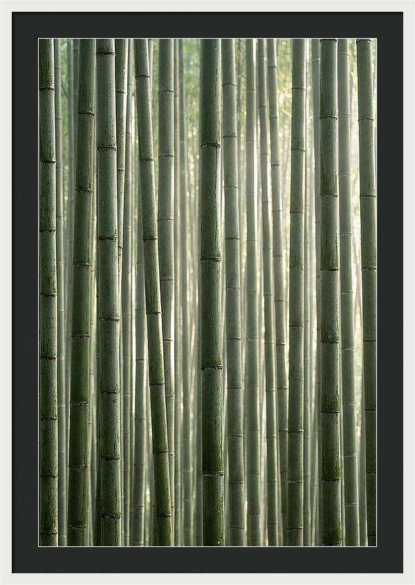 Whispers Of The Bamboo Forest