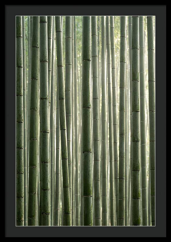 Whispers Of The Bamboo Forest
