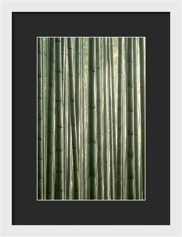 Whispers Of The Bamboo Forest