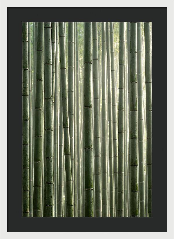Whispers Of The Bamboo Forest