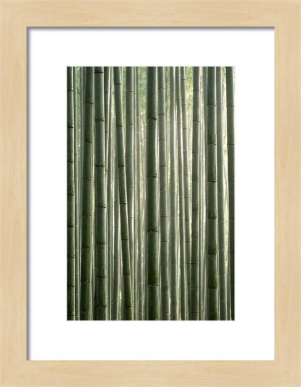 Whispers Of The Bamboo Forest