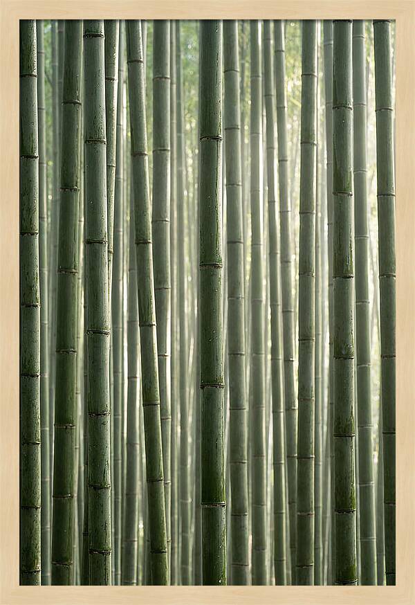 Whispers Of The Bamboo Forest