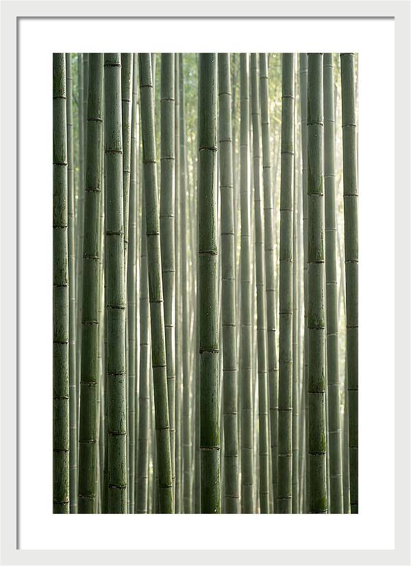 Whispers Of The Bamboo Forest