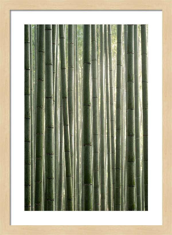 Whispers Of The Bamboo Forest