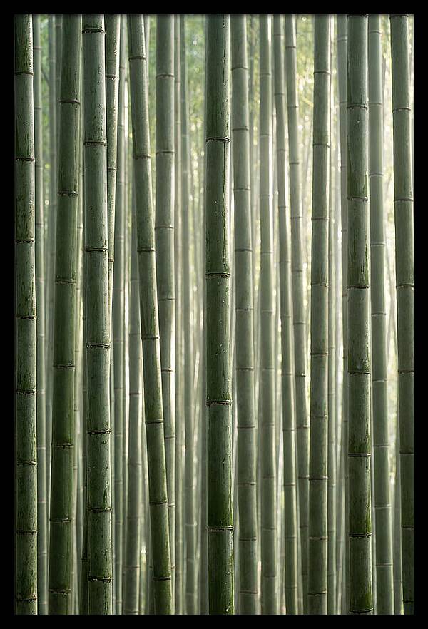 Whispers Of The Bamboo Forest