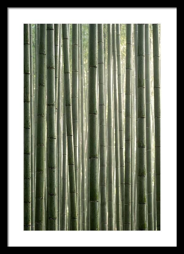 Whispers Of The Bamboo Forest