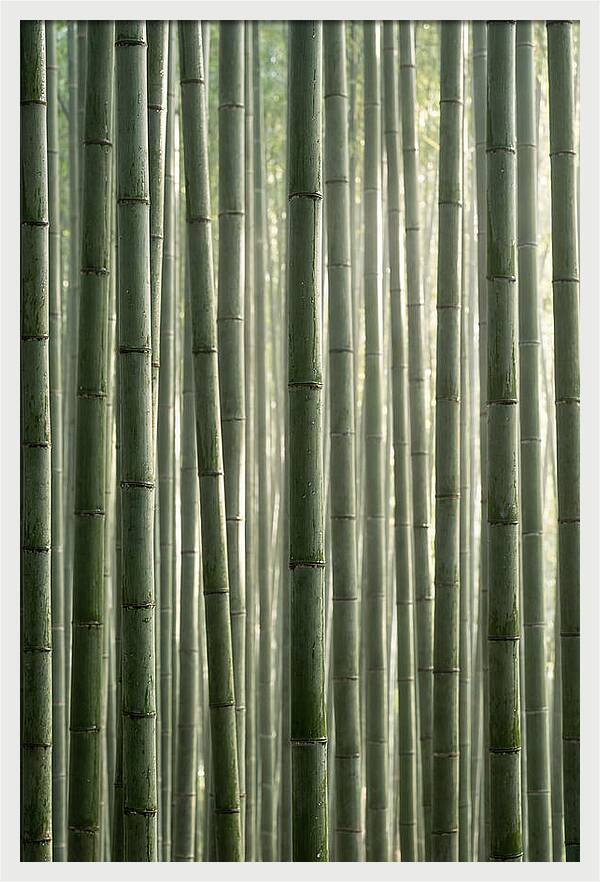 Whispers Of The Bamboo Forest