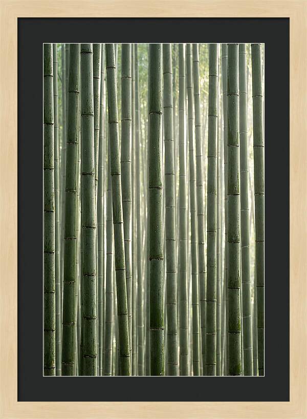 Whispers Of The Bamboo Forest