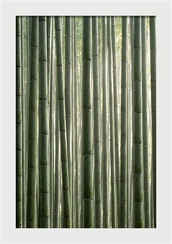 Whispers Of The Bamboo Forest