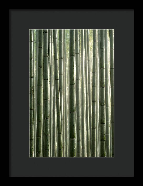 Whispers Of The Bamboo Forest