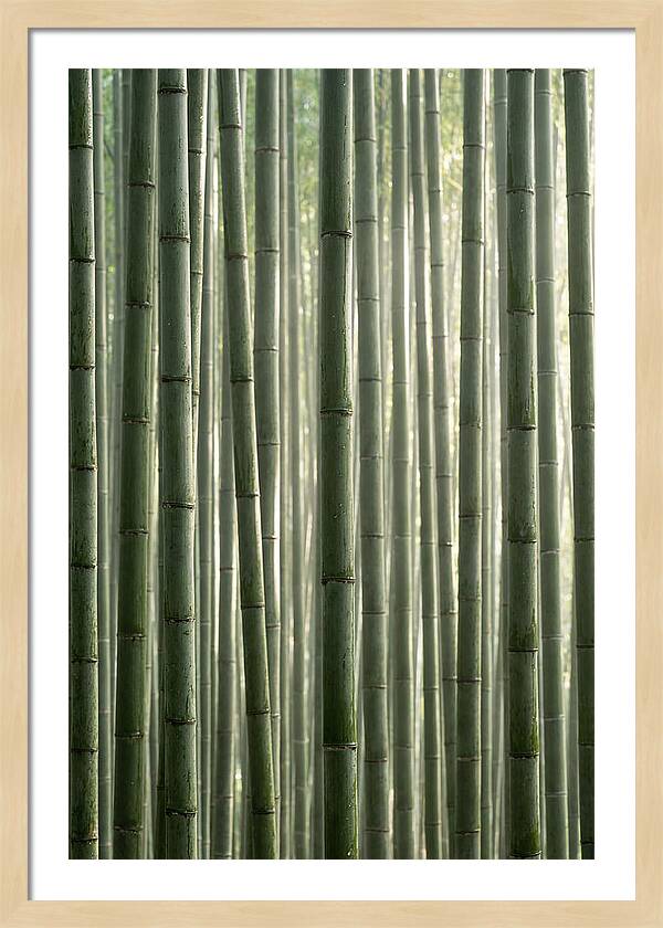 Whispers Of The Bamboo Forest