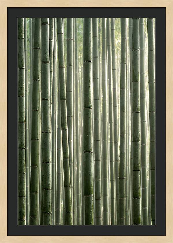 Whispers Of The Bamboo Forest