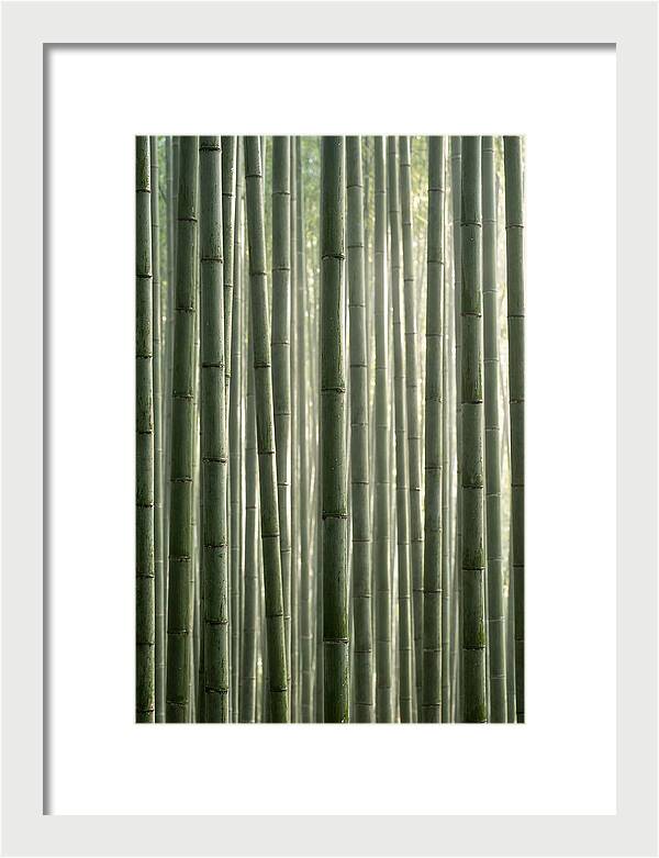 Whispers Of The Bamboo Forest