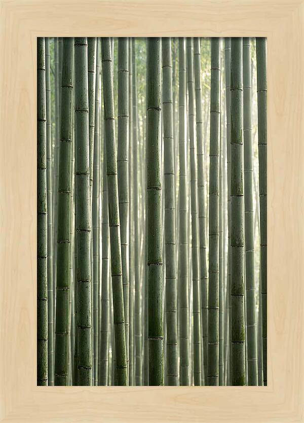 Whispers Of The Bamboo Forest