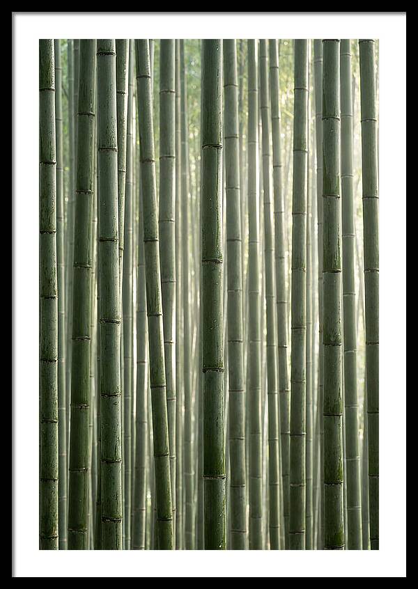 Whispers Of The Bamboo Forest