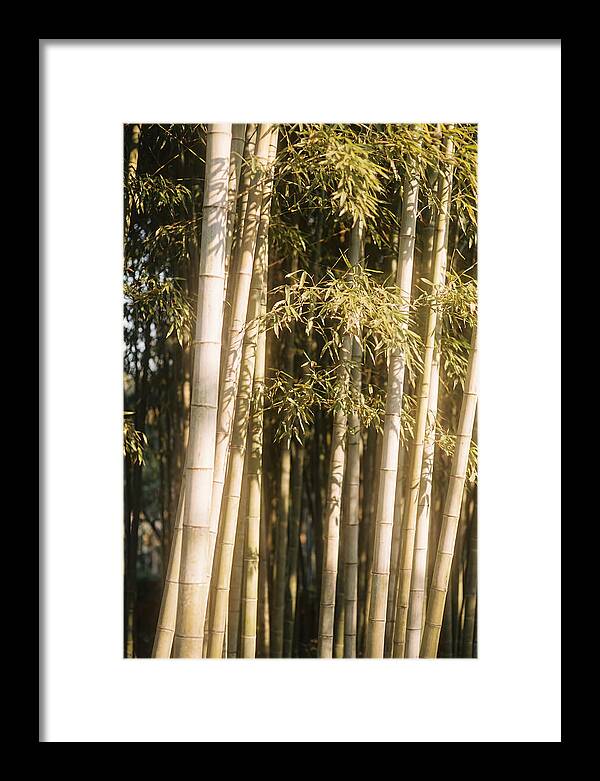Whispers Of The Bamboo Forest