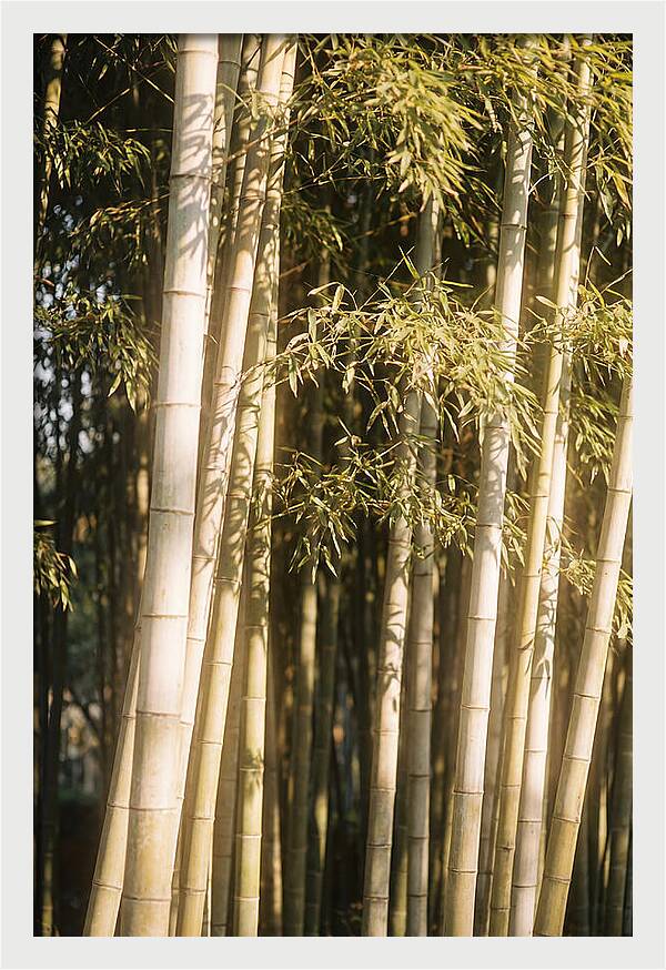 Whispers Of The Bamboo Forest