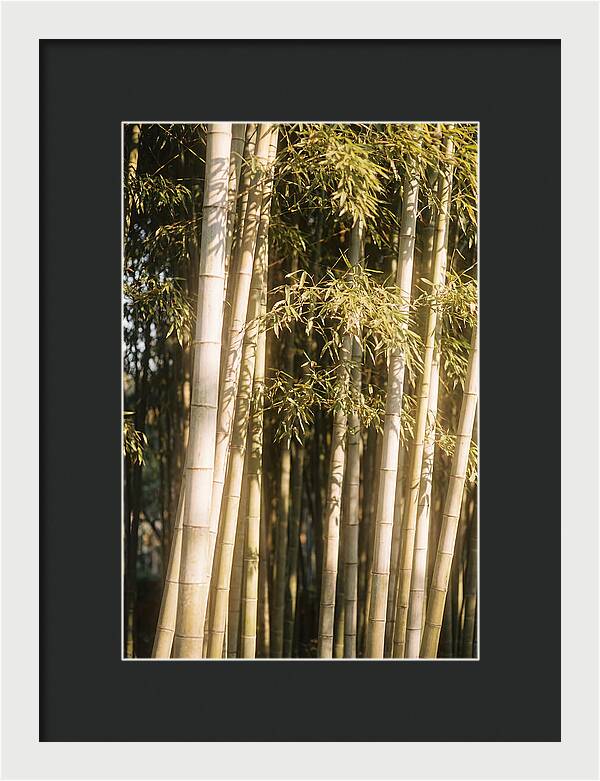 Whispers Of The Bamboo Forest