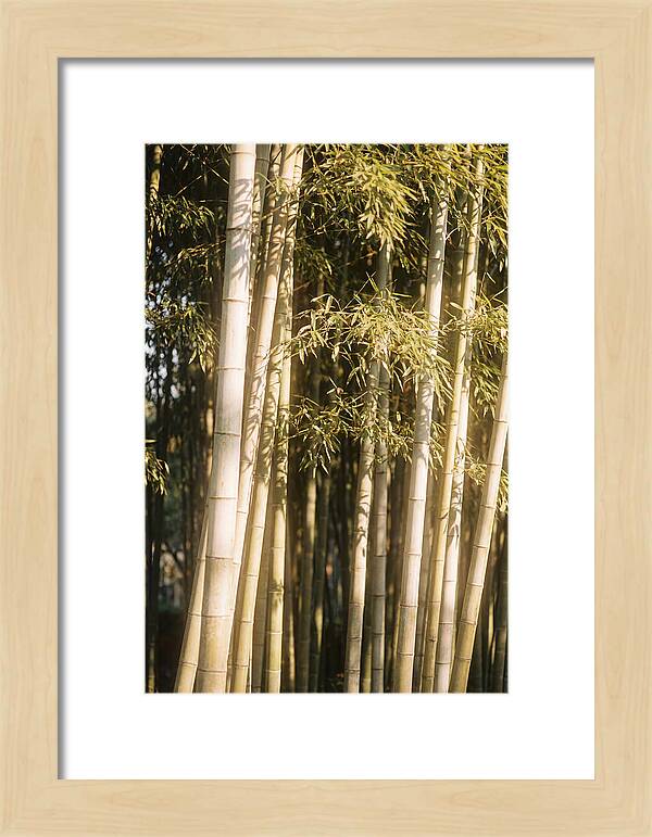 Whispers Of The Bamboo Forest