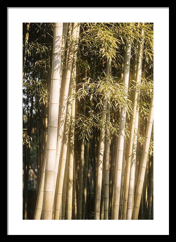 Whispers Of The Bamboo Forest