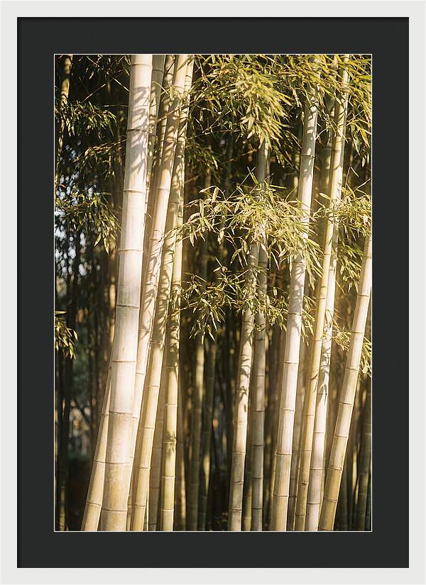 Whispers Of The Bamboo Forest