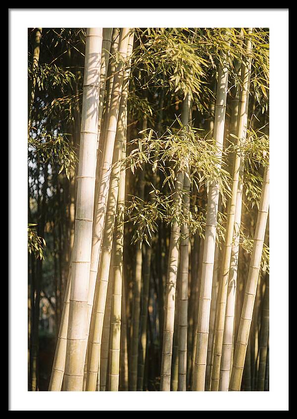 Whispers Of The Bamboo Forest