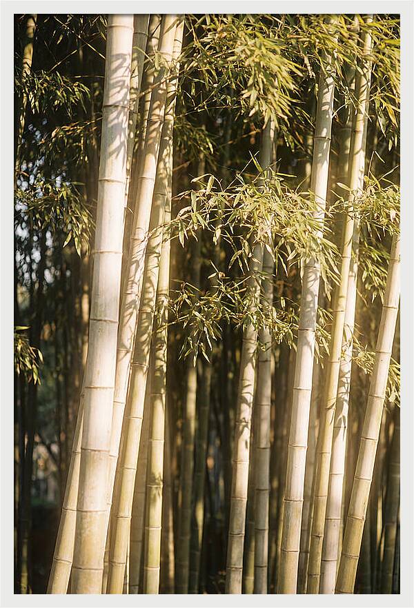 Whispers Of The Bamboo Forest