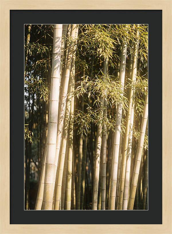 Whispers Of The Bamboo Forest