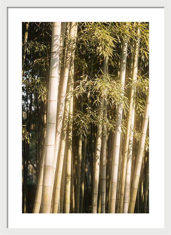 Whispers Of The Bamboo Forest