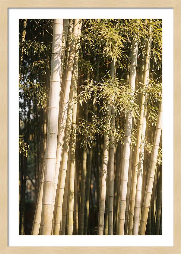 Whispers Of The Bamboo Forest