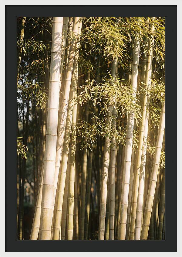 Whispers Of The Bamboo Forest