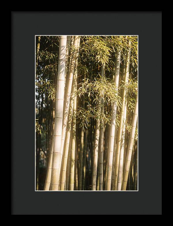 Whispers Of The Bamboo Forest