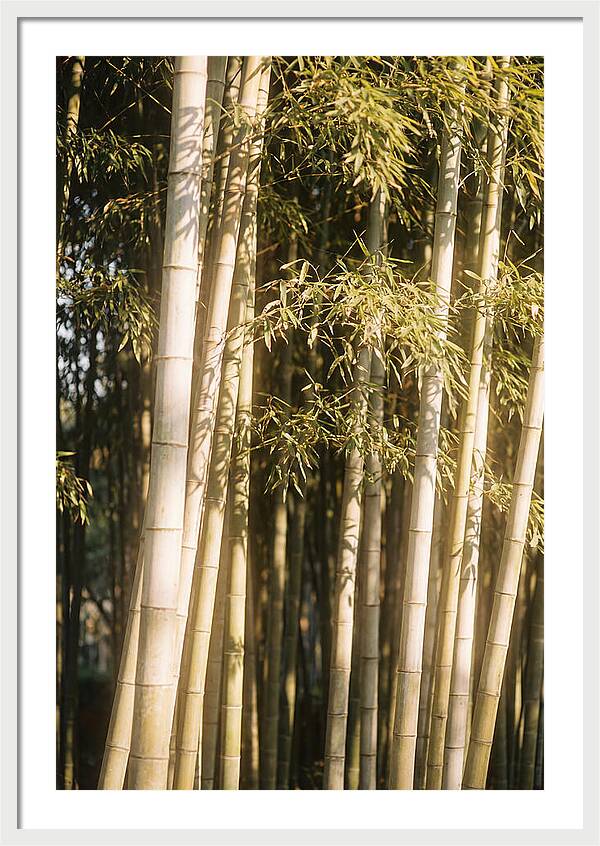 Whispers Of The Bamboo Forest