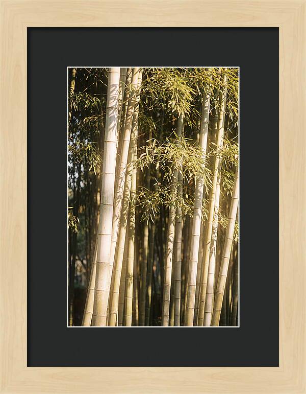 Whispers Of The Bamboo Forest