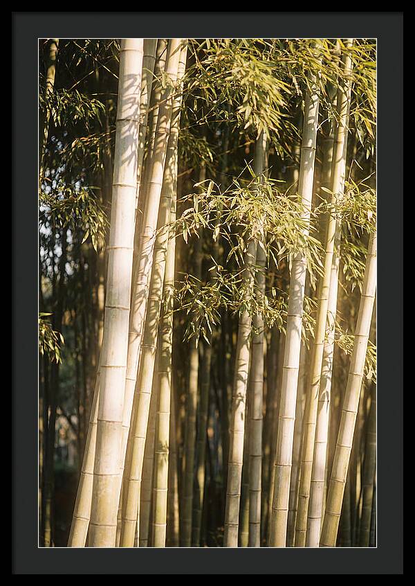 Whispers Of The Bamboo Forest
