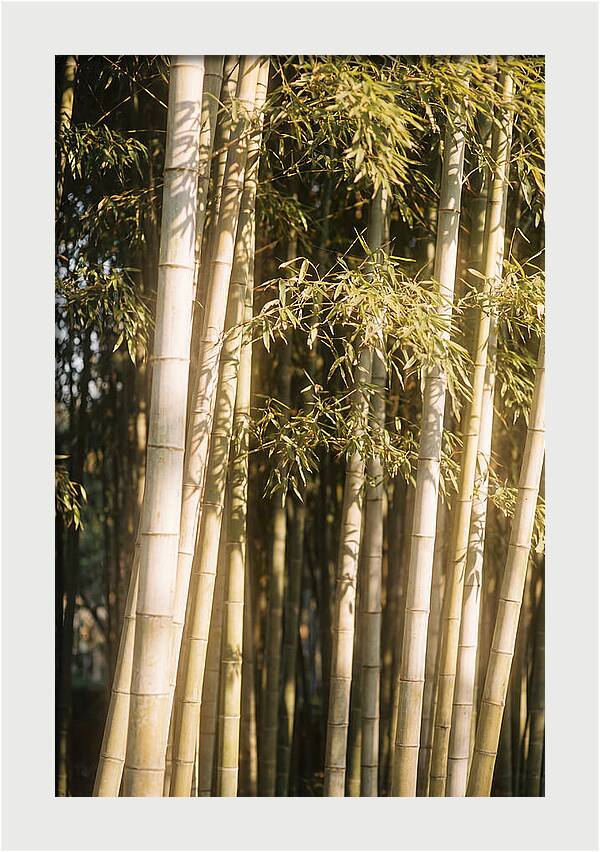 Whispers Of The Bamboo Forest