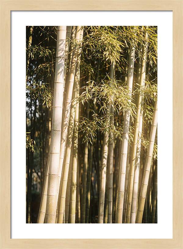 Whispers Of The Bamboo Forest