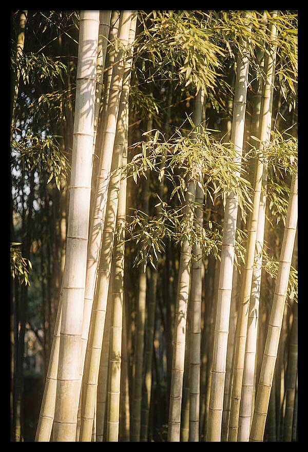 Whispers Of The Bamboo Forest
