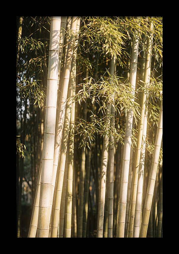 Whispers Of The Bamboo Forest
