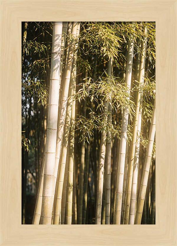 Whispers Of The Bamboo Forest